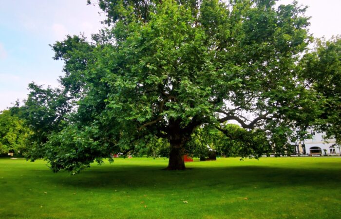 Über 200-jährige Platane im Schlosspark